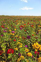 《女神异闻录３ Reload》校园生活视频 2月2日发售